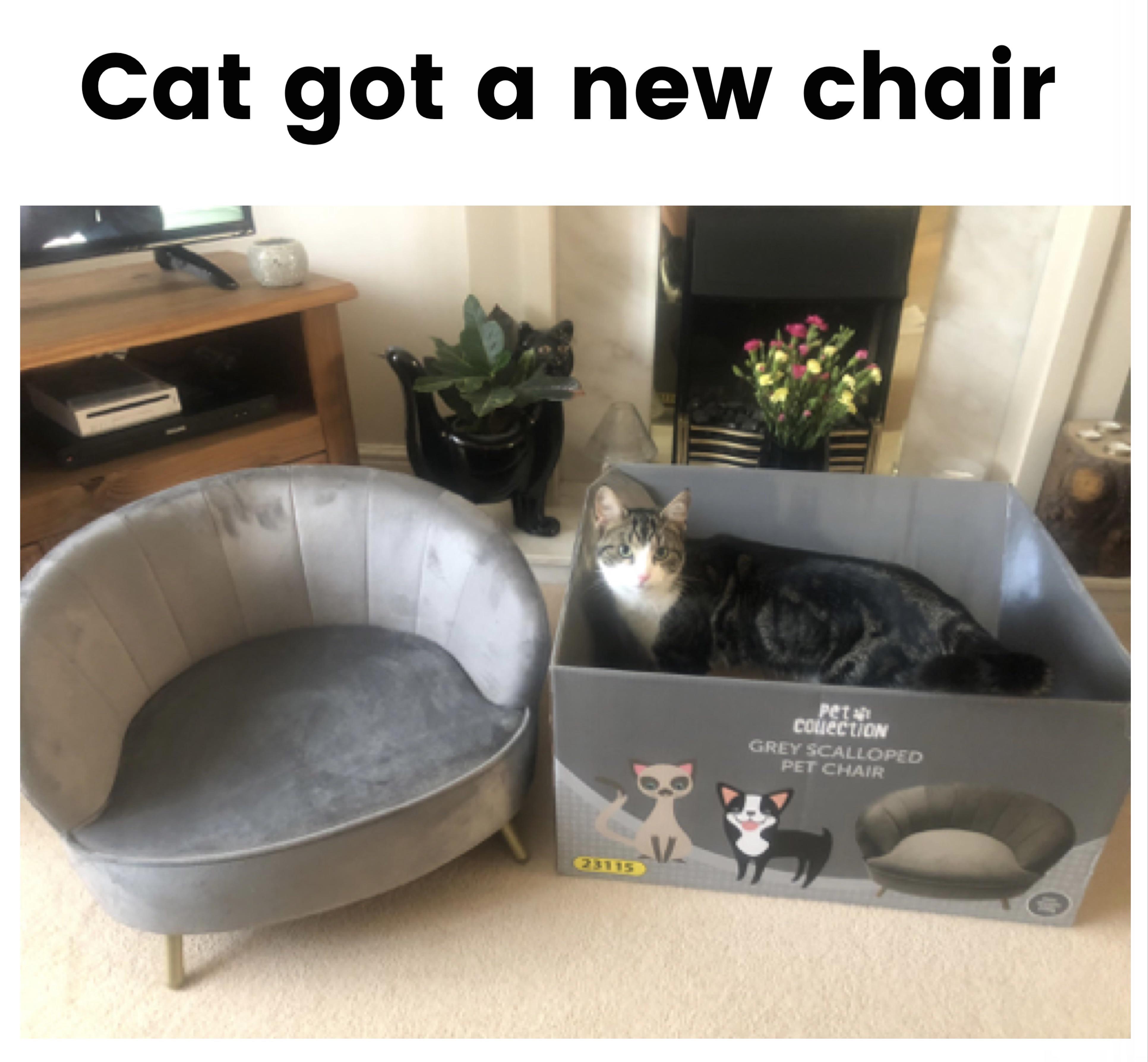 monday morning randomness - table - Cat got a new chair Peta couection Grey Scalloped Pet Chair
