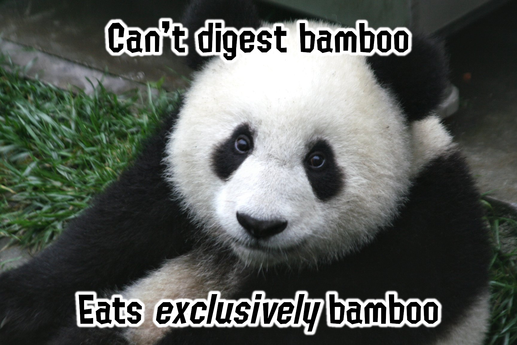monday morning randomness - giant panda - Can't digest bamboo Eats exclusively bamboo