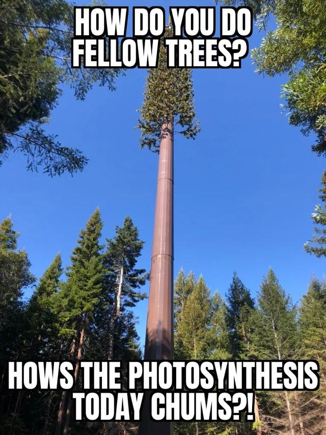 monday morning randomness - do you do fellow trees - How Do You Do Fellow Trees? Hows The Photosynthesis Today Chums?!