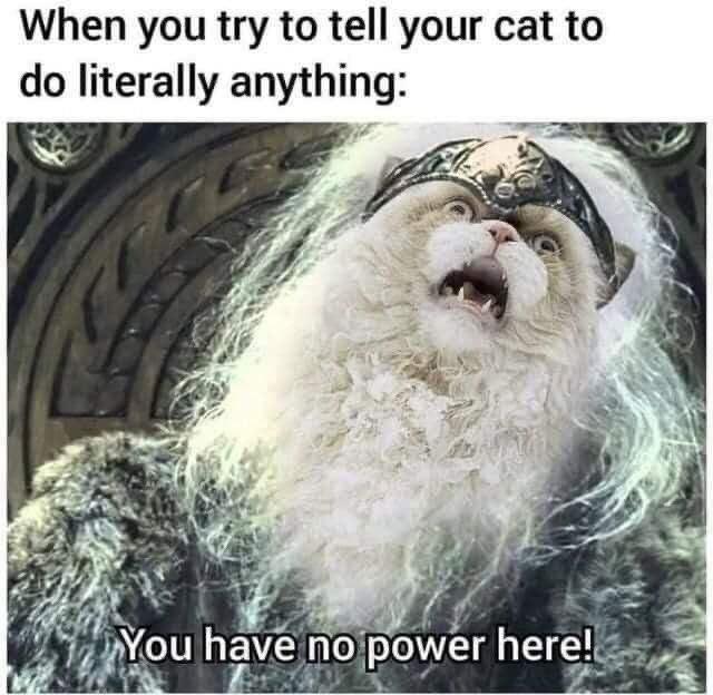 dank memes - you try to tell your cat - When you try to tell your cat to do literally anything You have no power here!