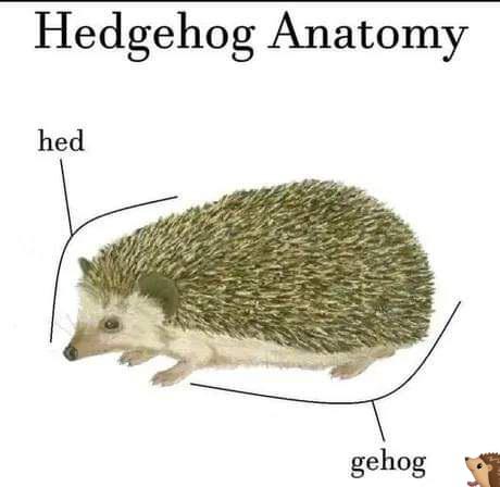 dank memes - hed gehog meme - Hedgehog Anatomy hed gehog