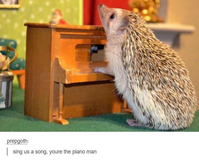 funny memes - holiday hedgehog - prepgoth sing us a song, youre the piano man