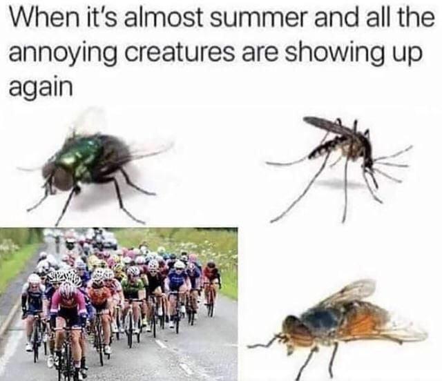 dank memes - it's almost summer and all the annoying creatures are showing up again - When it's almost summer and all the annoying creatures are showing up again