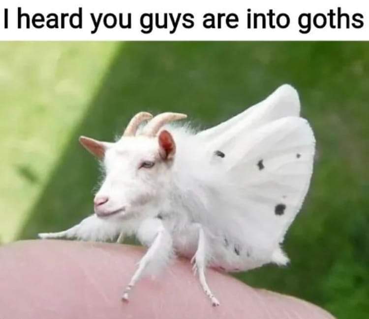 dank memes - goat moth goth - I heard you guys are into goths