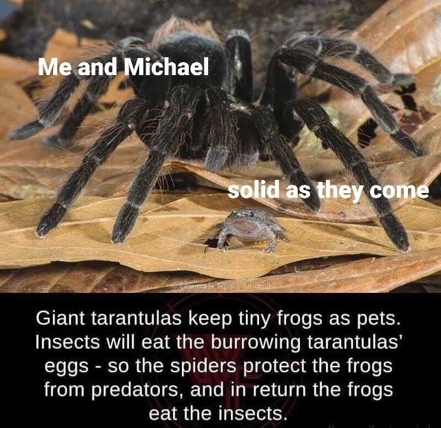 dank memes  - tarantulas keep frogs as pets - Me and Michael solid as they come Bigg Anurah Giant tarantulas keep tiny frogs as pets. Insects will eat the burrowing tarantulas' eggs so the spiders protect the frogs from predators, and in return the frogs 