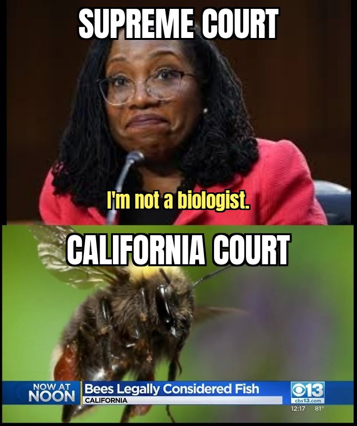 dank memes - photo caption - Supreme Court I'm not a biologist. California Court Now At Bees Legally Considered Fish Noon California 013 cbs13.com 81