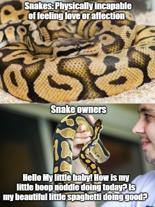 funny memes - Ball python - Snakes Physically incapable of feeling love or affection Gse Snake owners Hello My little baby! How is my little boop noddle doing today? Is my beautiful little spaghetti doing good?