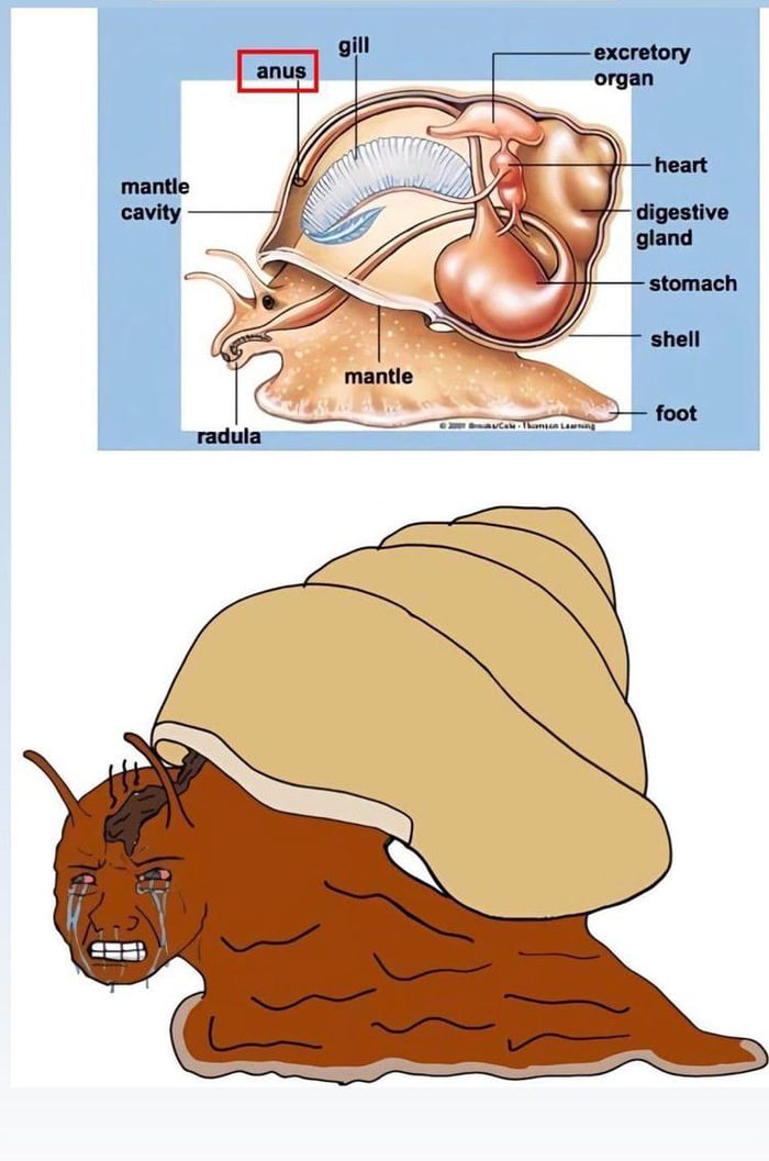 funny memes - Organ - mantle cavity anus radula gill mantle excretory organ CoThomson Learning heart digestive gland stomach shell foot