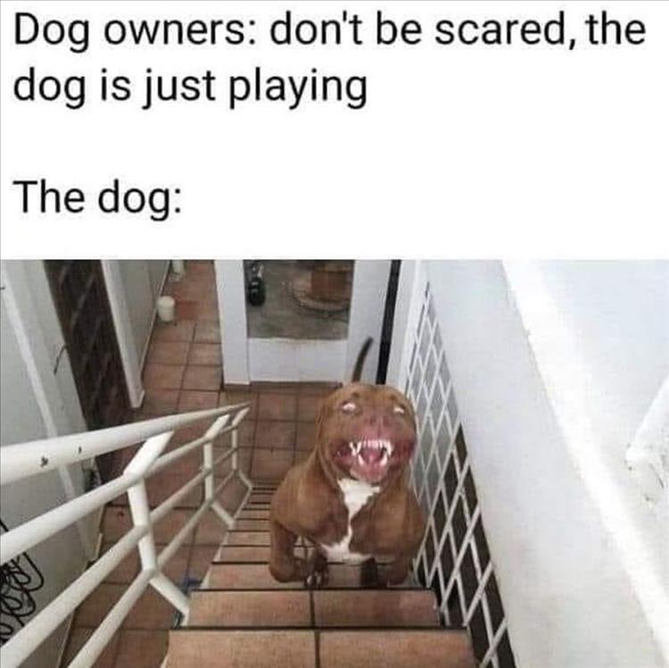funny memes - dog owners don t be scared the dog is just playing - Dog owners don't be scared, the dog is just playing The dog