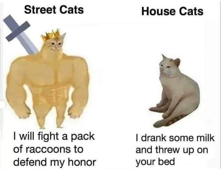 dank memes - funny memes - street cats vs house cats meme - Street Cats I will fight a pack of raccoons to defend my honor House Cats I drank some milk and threw up on your bed