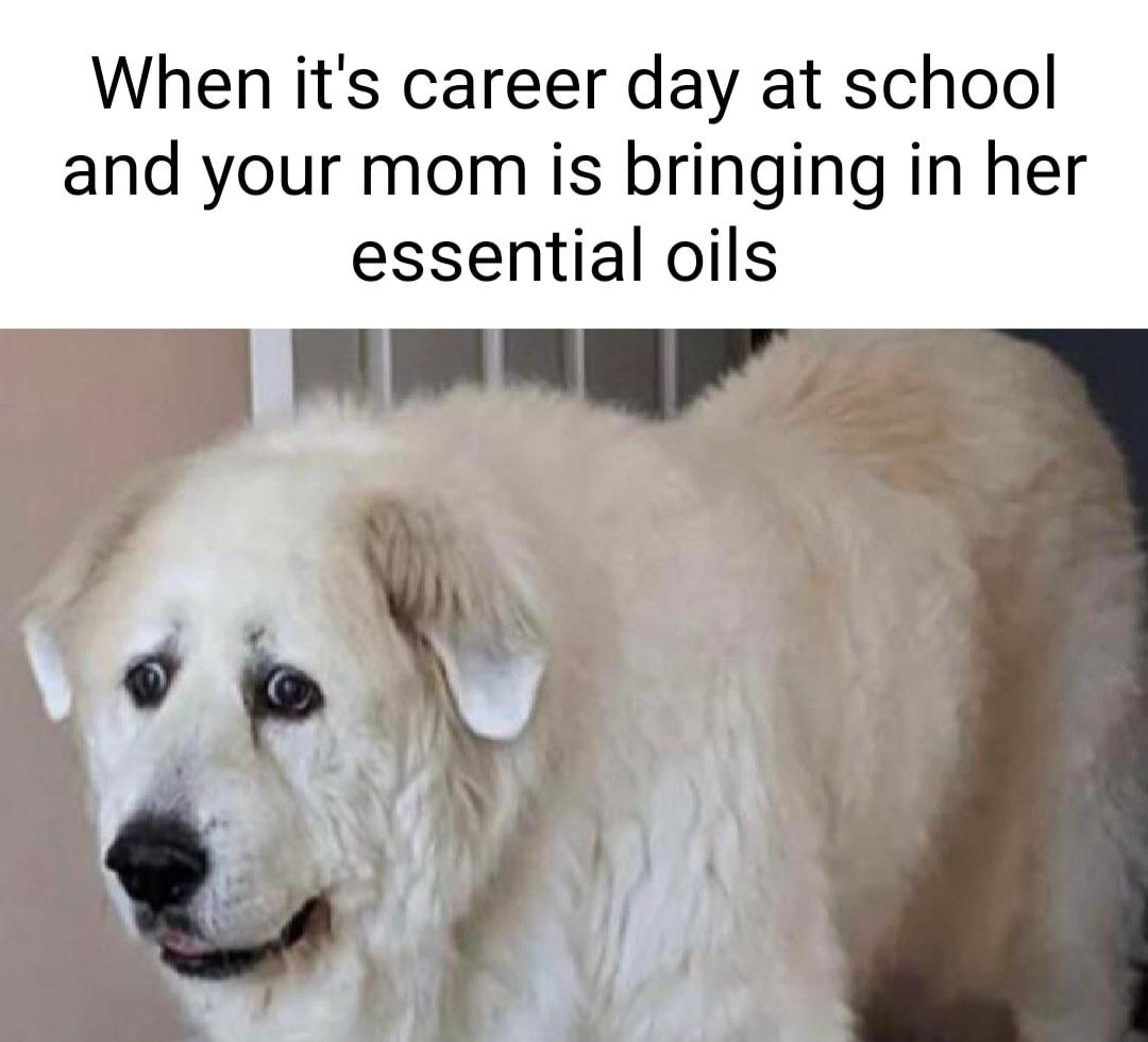 dank memes - funny memes - but boy am i bad at math - When it's career day at school and your mom is bringing in her essential oils