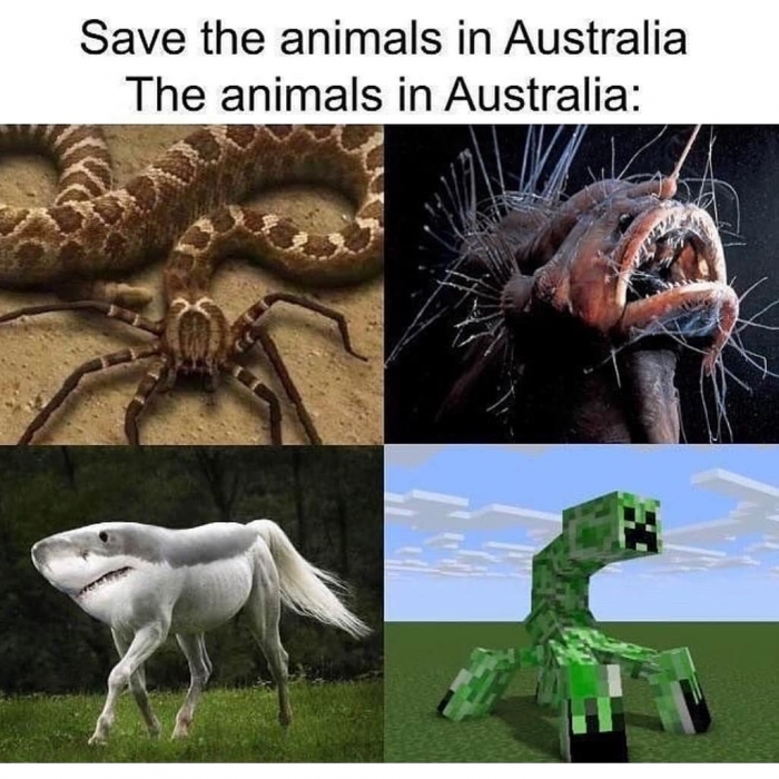 funny memes - dank memes - save the animals in australia the animals - Save the animals in Australia The animals in Australia