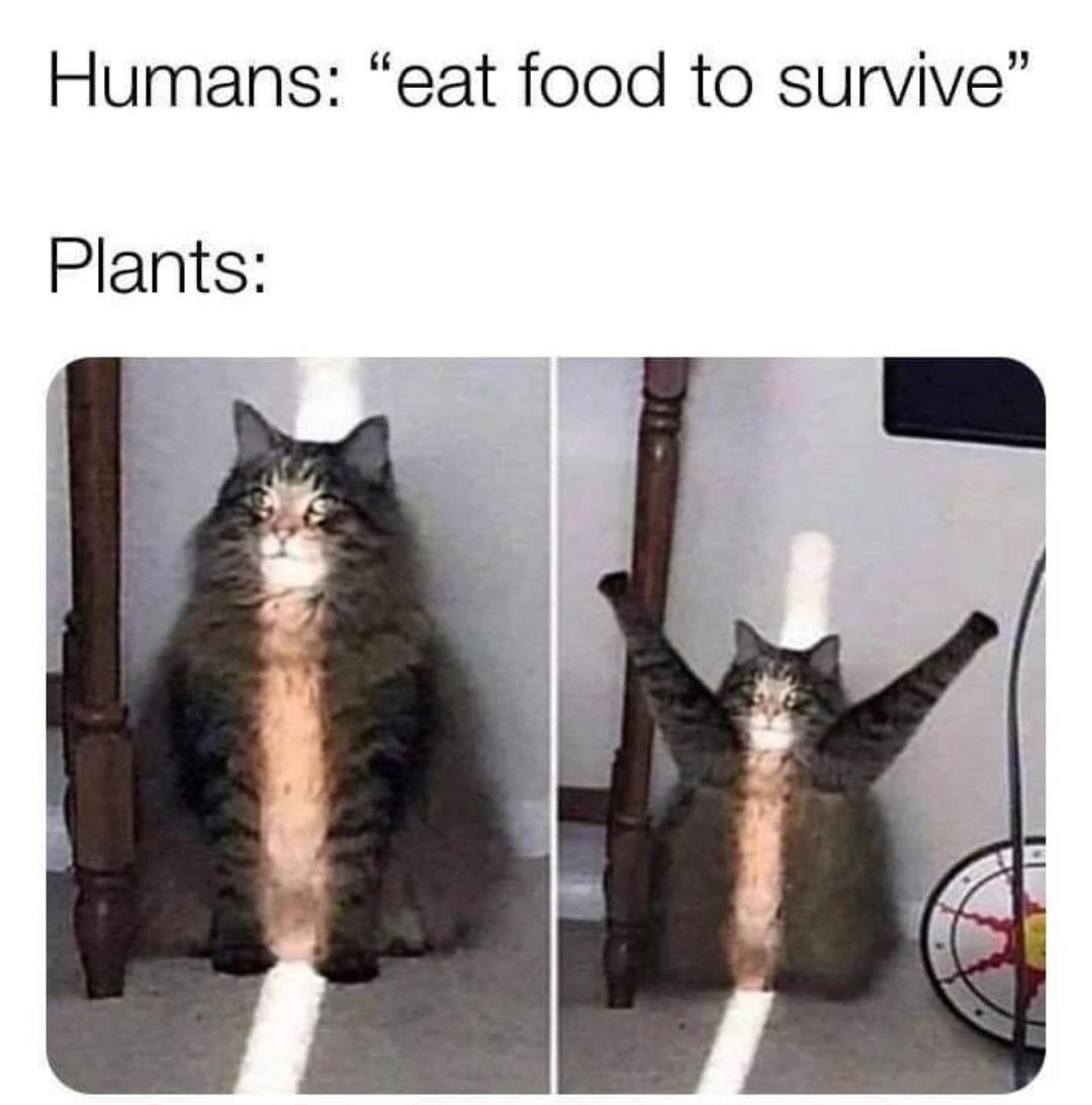 funny memes - dank memes - cat photosynthesis meme - Humans