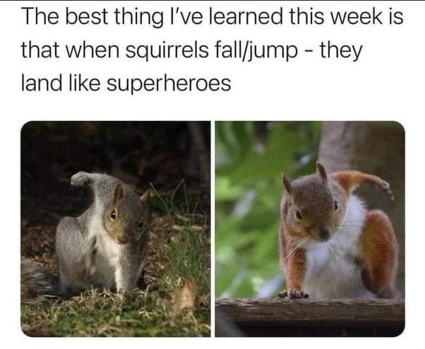 funny memes - dank memes - squirrels land like superheroes - The best thing I've learned this week is that when squirrels falljump they land superheroes