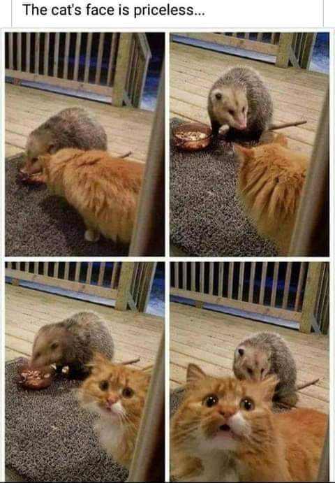 funny memes - dank memes - possum stealing cat food - The cat's face is priceless...