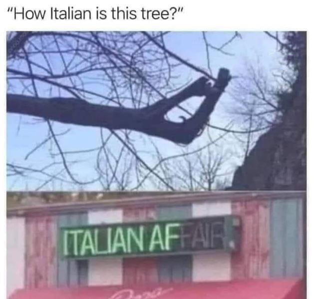 dank memes - hilltop park - "How Italian is this tree?" Italian Affair