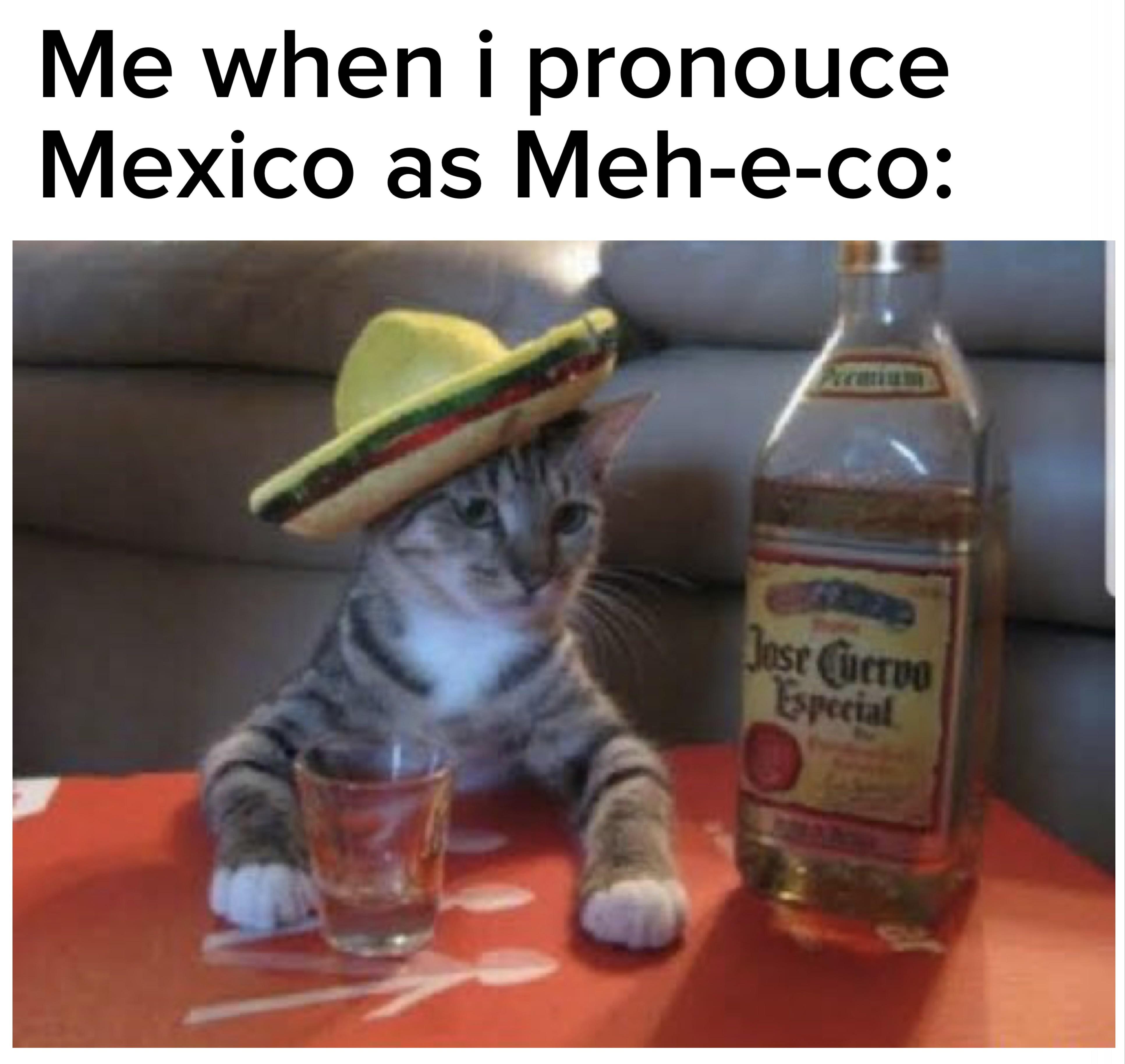 dank memes - tequila cat