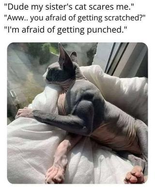 dank memes - muscled cat - "Dude my sister's cat scares me." "Aww.. you afraid of getting scratched?" "I'm afraid of getting punched."