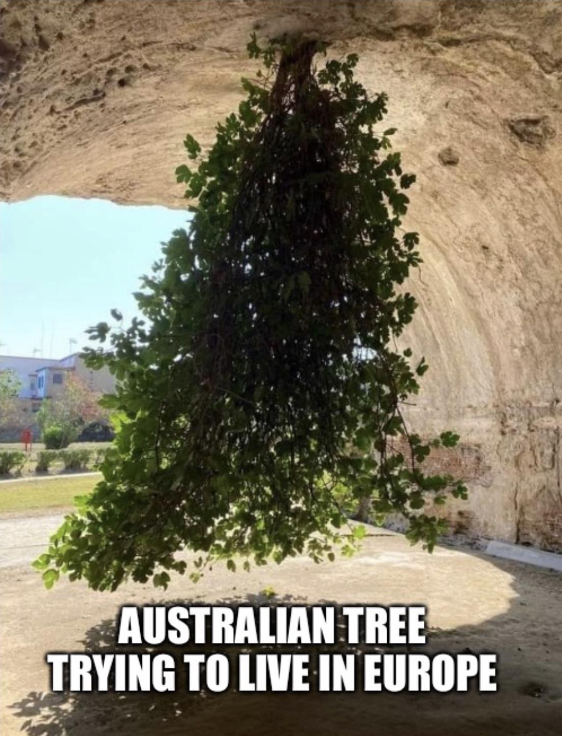 dank memes - fig tree growing upside down - Australian Tree Trying To Live In Europe