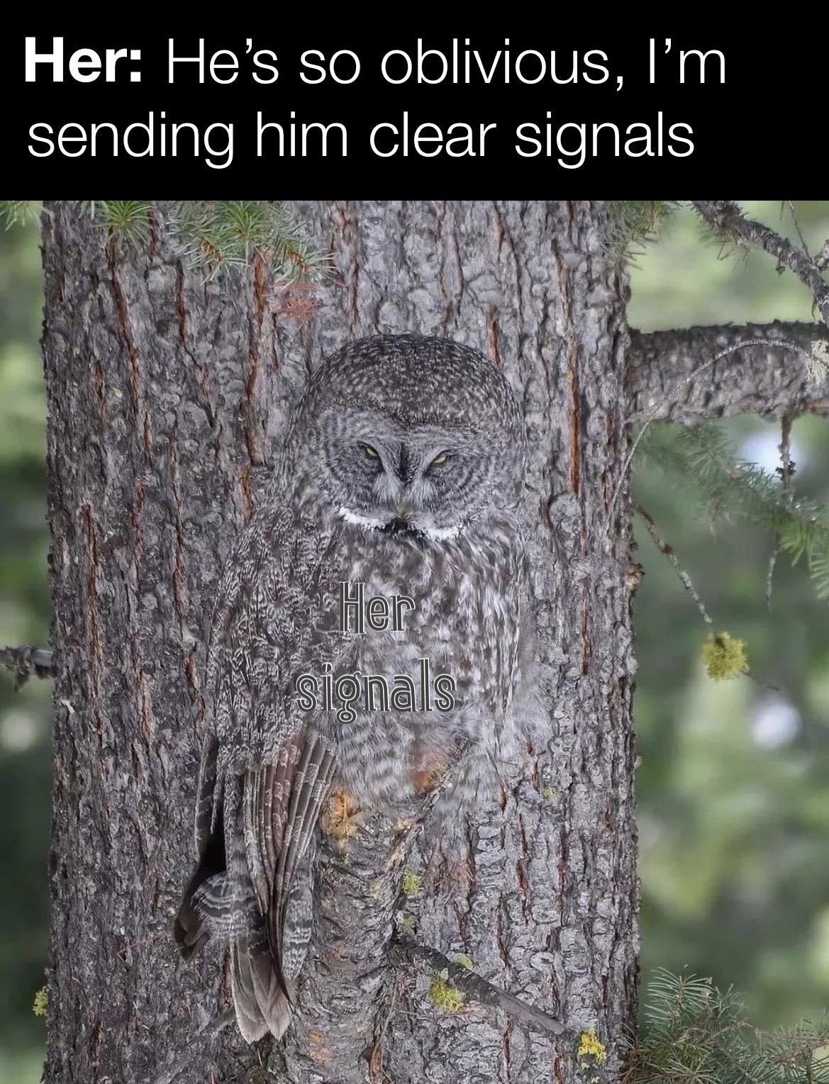 dank memes - owl in camouflage - Her He's so oblivious, I'm sending him clear signals signals
