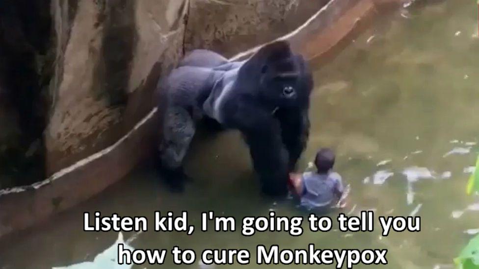 dank memes - harambe gorilla cincinnati zoo - Listen kid, I'm going to tell you how to cure Monkeypox