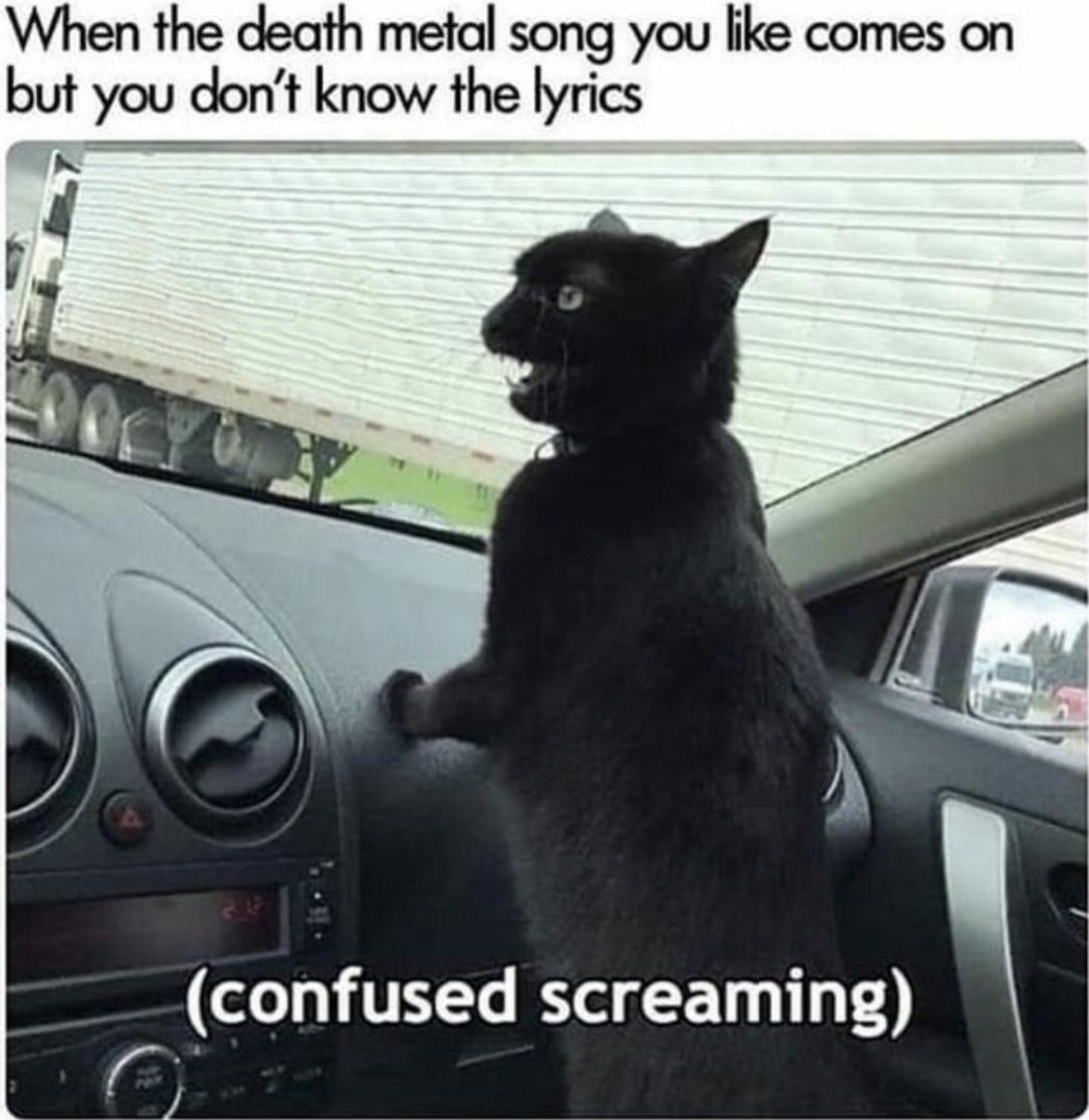 dank memes --  heavy metal cat meme - When the death metal song you comes on but you don't know the lyrics confused screaming