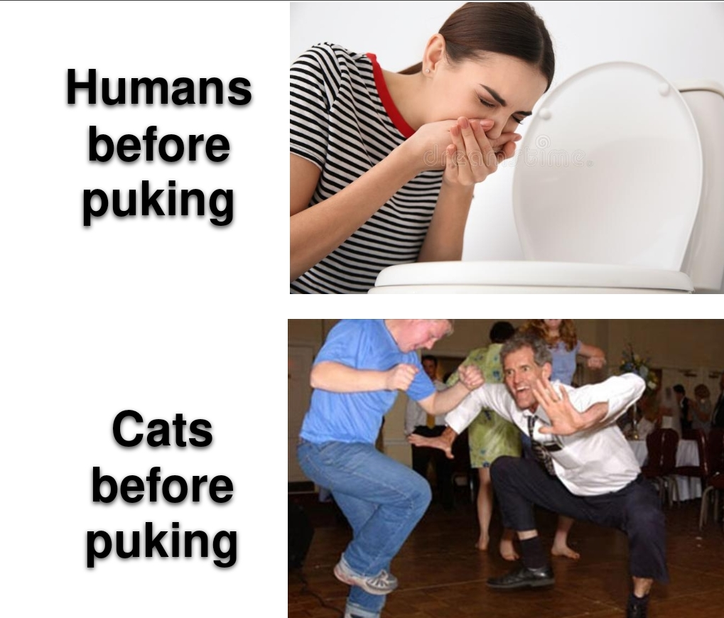 funny memes - jig meme - Humans before puking Cats before puking
