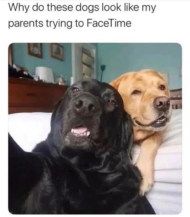 dank memes - funny memes - Why do these dogs look my parents trying to FaceTime