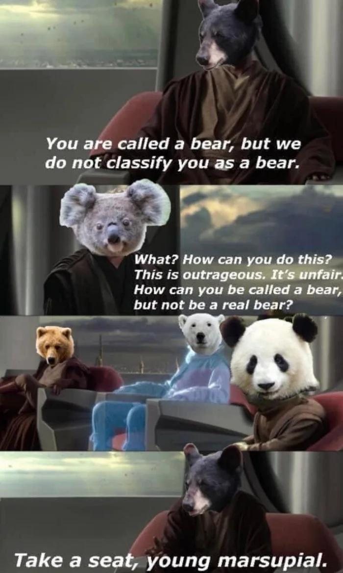 dank memes - funny memes - mace windu - You are called a bear, but we do not classify you as a bear. What? How can you do this? This is outrageous. It's unfair. How can you be called a bear, but not be a real bear? Take a seat, young marsupial.
