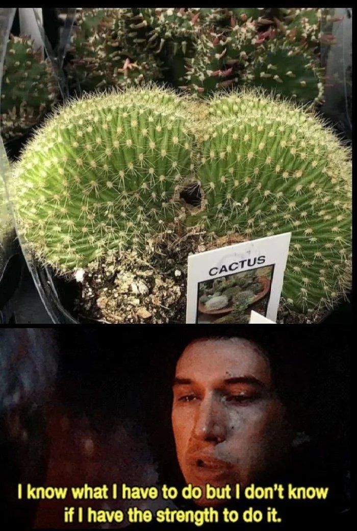 funny memes - dank memes - know what i have to do but i don t have the strength to do - Cactus I know what I have to do but I don't know if I have the strength to do it.