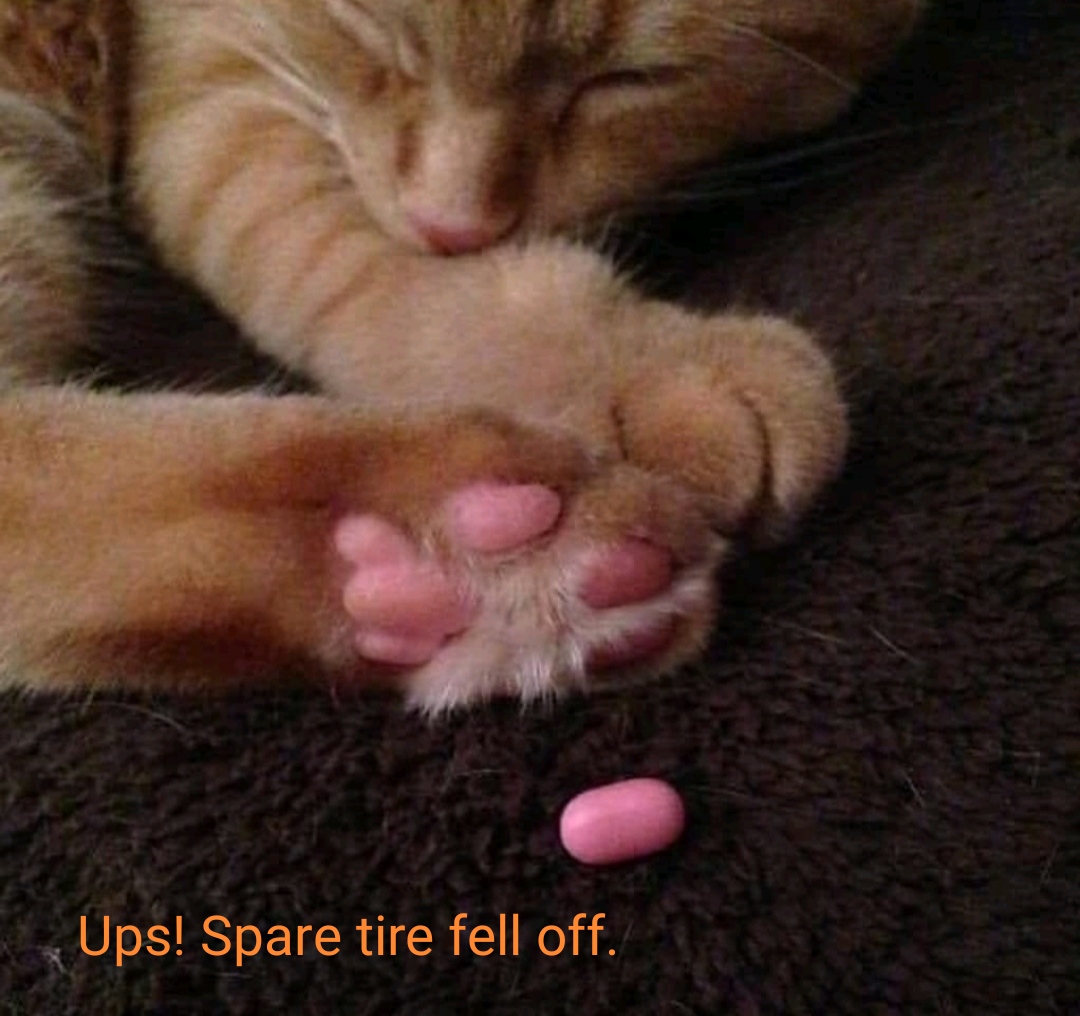 dank memes - cat bean fell off meme - Ups! Spare tire fell off.