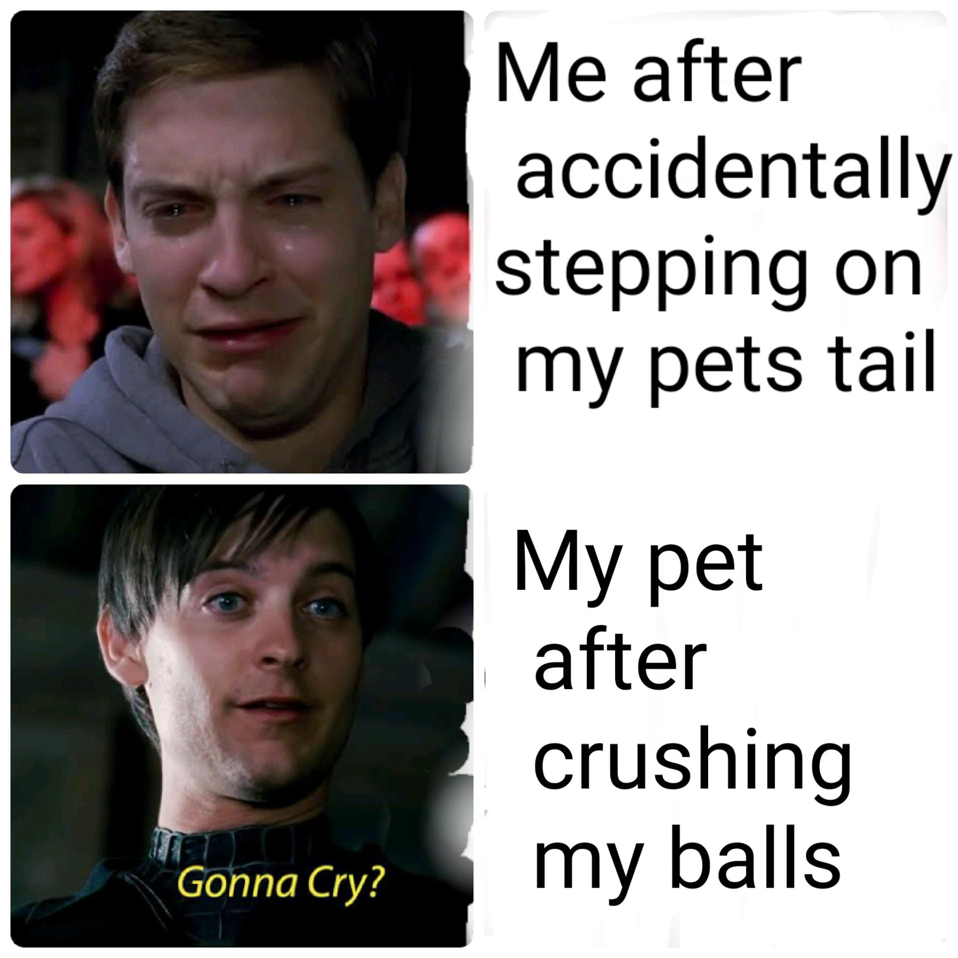 dank memes - funny memes -photo caption - Gonna Cry? Me after accidentally stepping on my pets tail My pet after crushing my balls