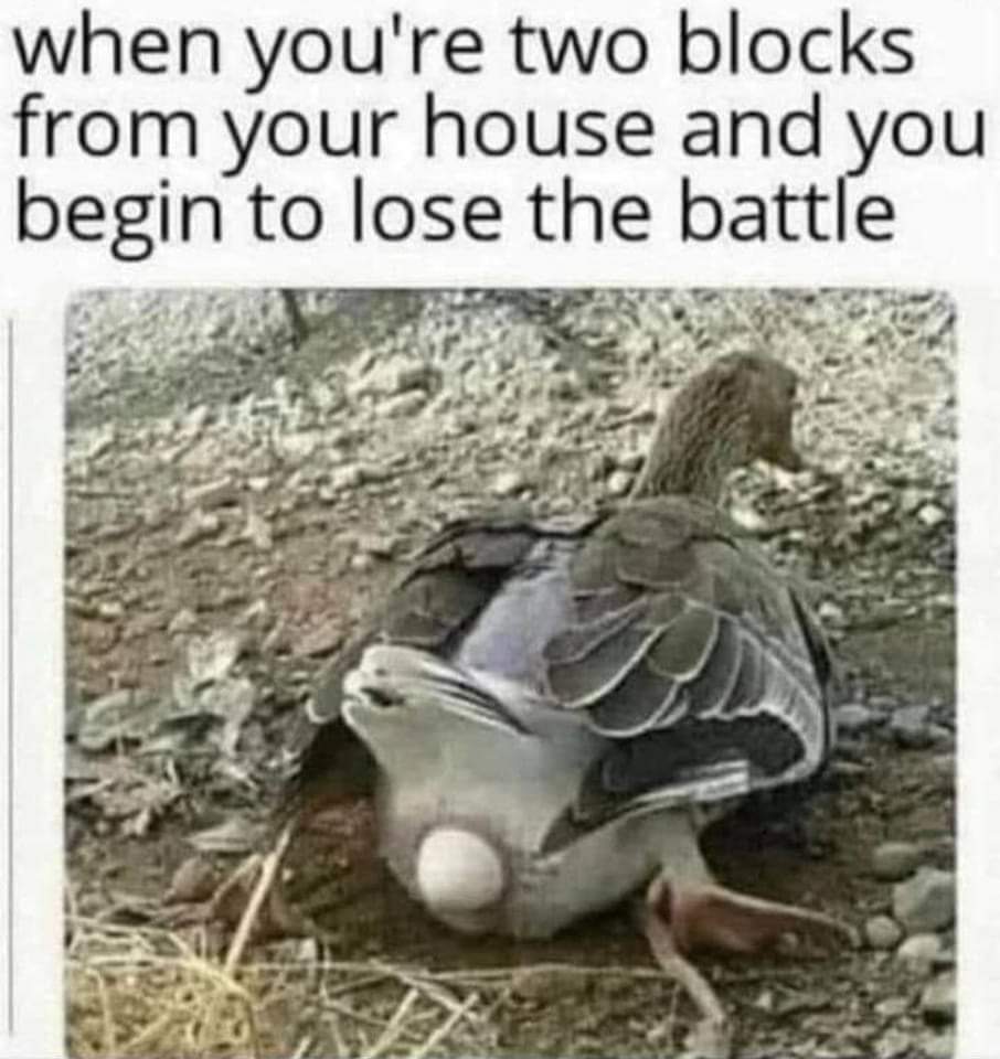 dank memes - funny memes - duck egg meme - when you're two blocks from your house and you begin to lose the battle