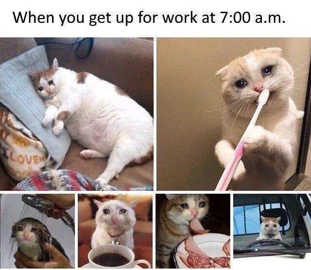 dank memes - funny memes - crying cat meme work - When you get up for work at a.m. Love