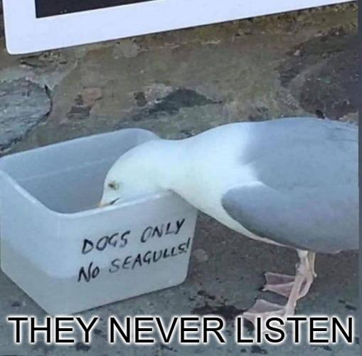 dank memes - funny memes - dogs only no seagulls - Dogs Only No Seagulls! They Never Listen