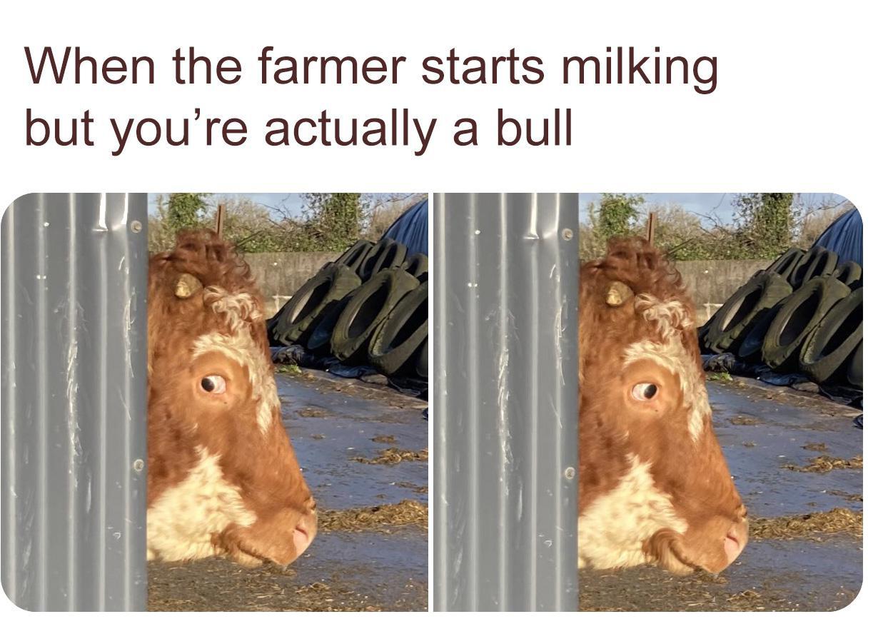 funny memes - dank memes - xray safe meme - When the farmer starts milking but you're actually a bull