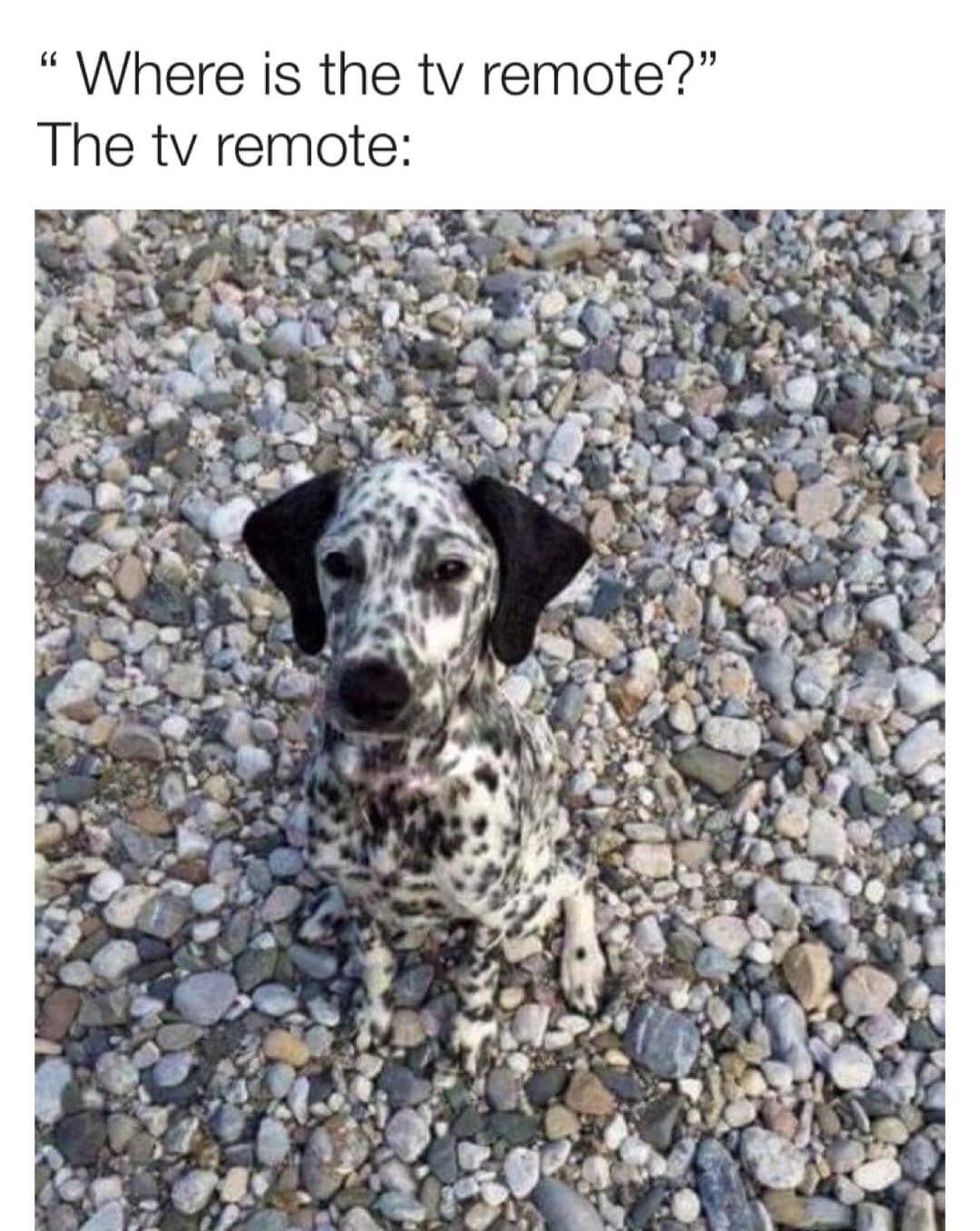 funny memes - dank memes - dog camouflage - Where is the tv remote?