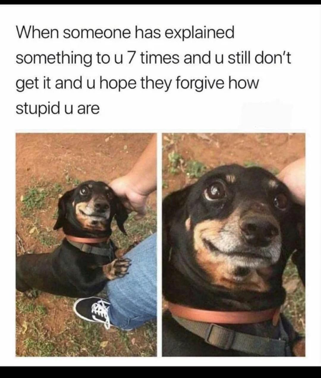 dank memes - dog - When someone has explained something to u 7 times and u still don't get it and u hope they forgive how stupid u are