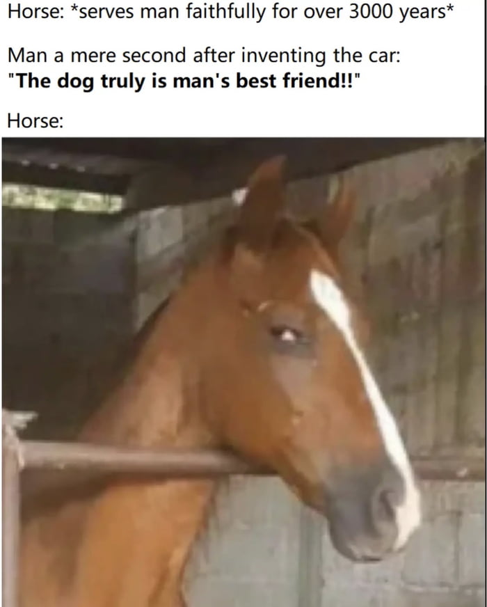 funny memes - halter - Horse serves man faithfully for over 3000 years Man a mere second after inventing the car "The dog truly is man's best friend!!" Horse