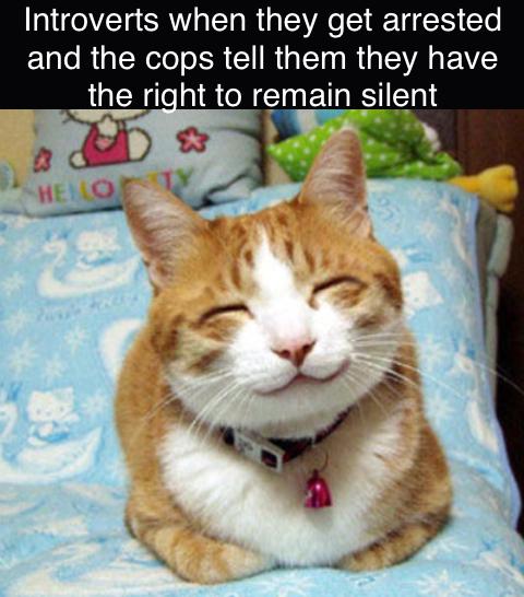 funny memes - dank memes - cat being happy - Introverts when they get arrested and the cops tell them they have the right to remain silent Hello