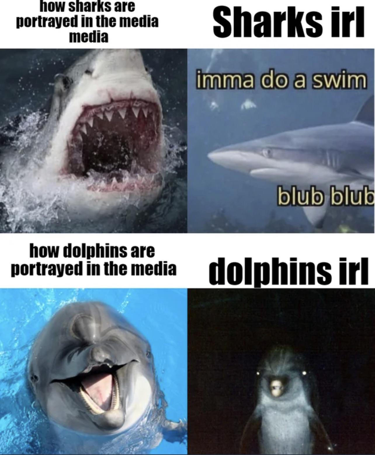 dank memes - funny memes - dolphins vs sharks meme - how sharks are portrayed in the media media Sharks irl imma do a swim blub blub how dolphins are portrayed in the media dolphins irl