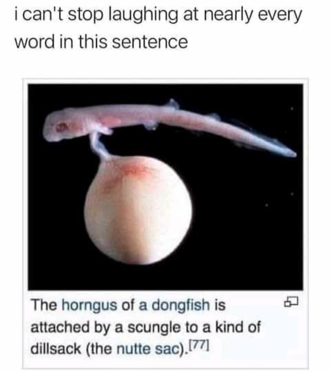 funny memes - nutte sac - i can't stop laughing at nearly every word in this sentence The horngus of a dongfish is attached by a scungle to a kind of dillsack the nutte sac.77