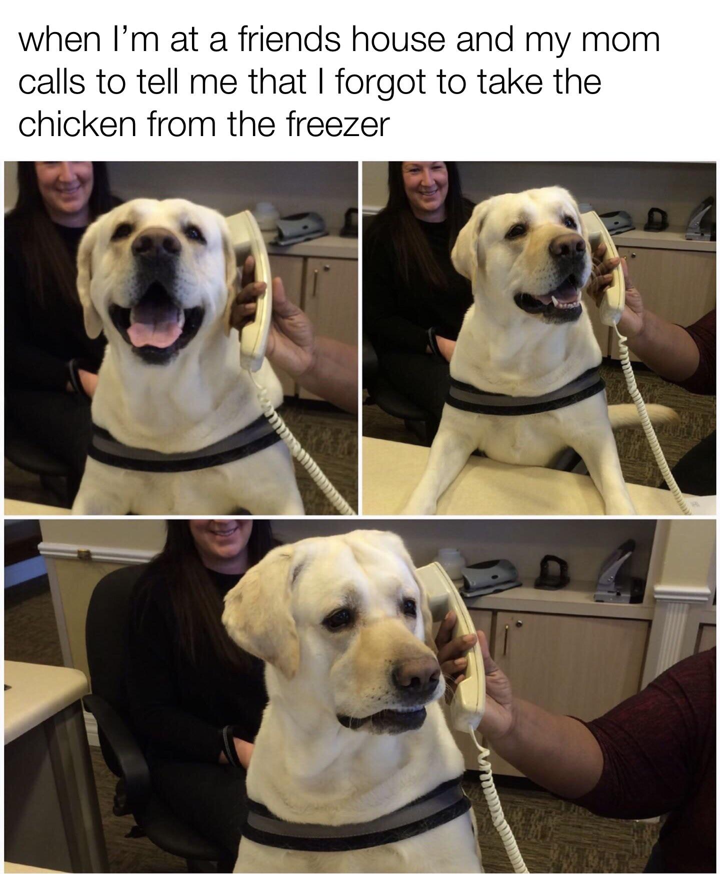 funny memes - dog on phone meme - when I'm at a friends house and my mom calls to tell me that I forgot to take the chicken from the freezer Amma