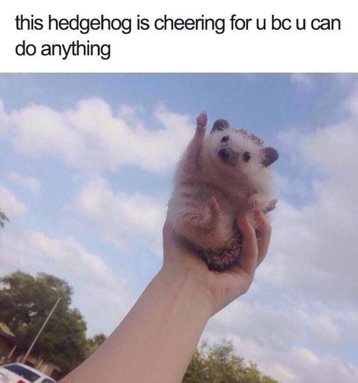 funny memes - hedgehog meme - this hedgehog is cheering for u bc u can do anything