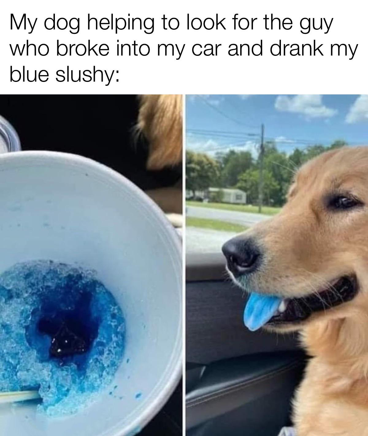 funny memes - dog - My dog helping to look for the guy who broke into my car and drank my blue slushy
