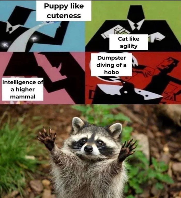dank memes - raccoon - Intelligence of a higher mammal Puppy cuteness Cat agility Dumpster diving of a hobo