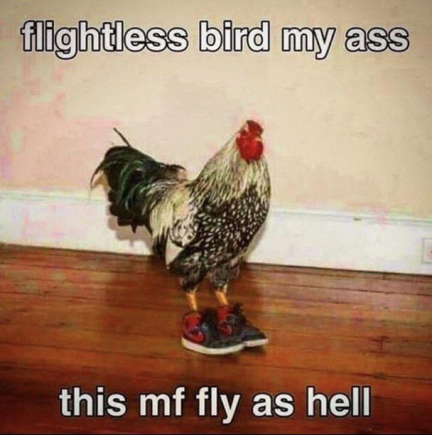 funny memes - flightless bird chicken meme - flightless bird my ass this mf fly as hell