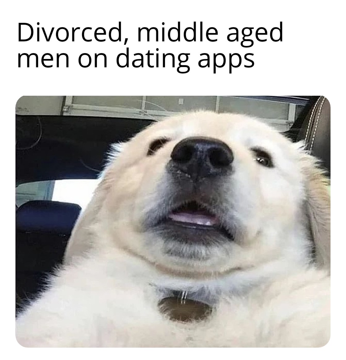 funny memes - dog - Divorced, middle aged men on dating apps
