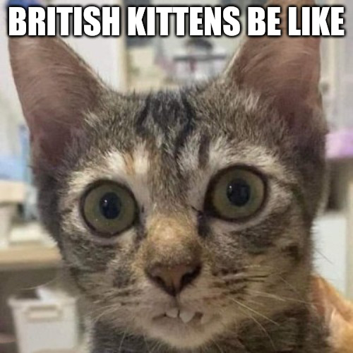 funny memes - Cute Potato - British Kittens Be