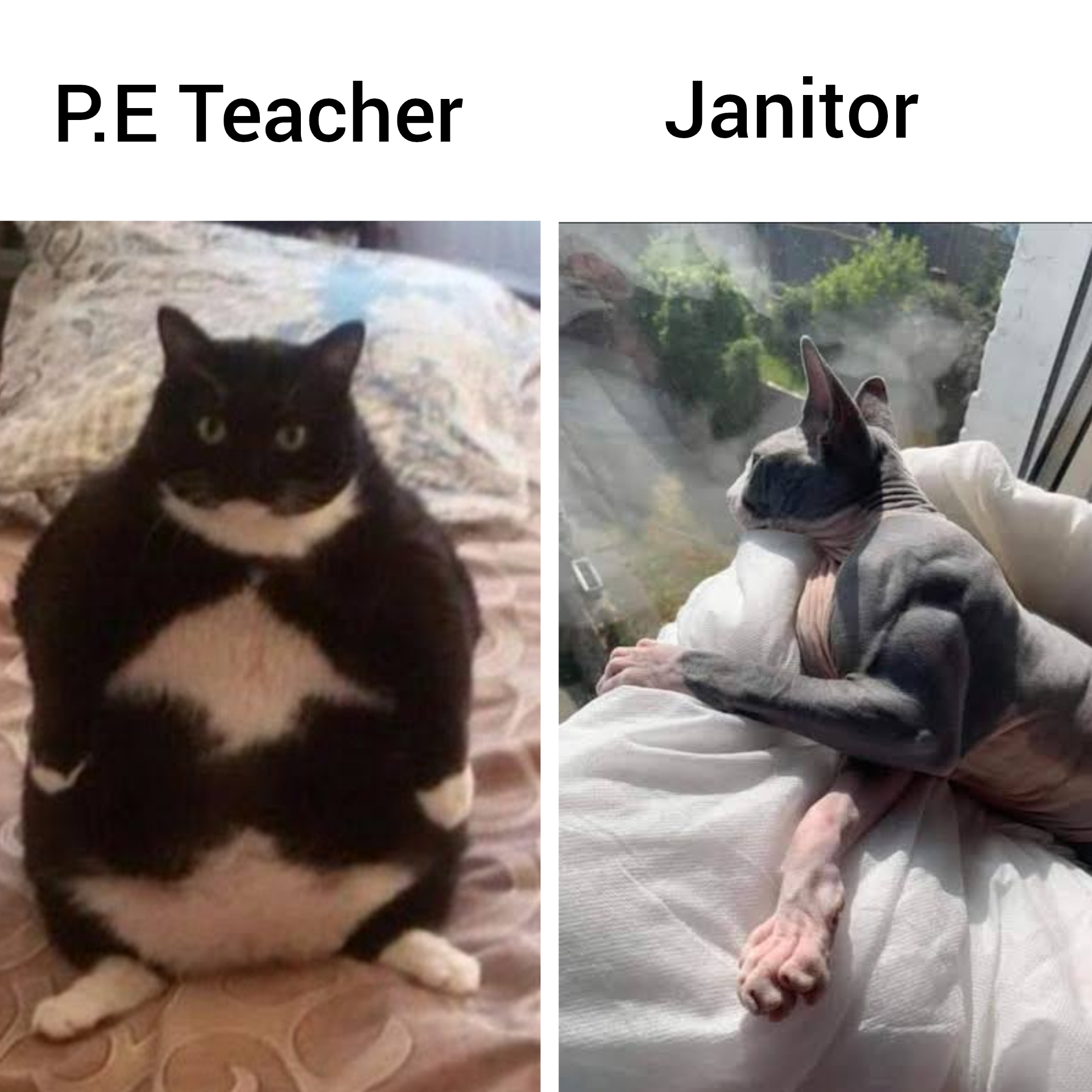 monday morning randomness - cat - P.E Teacher Janitor